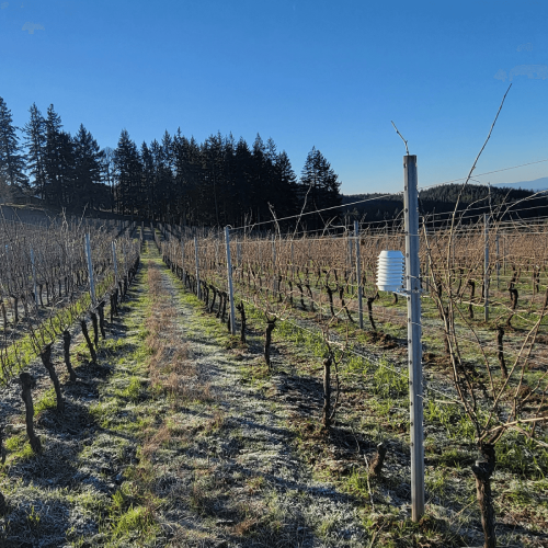 Atfield Technologies - Winessense in the vineyards