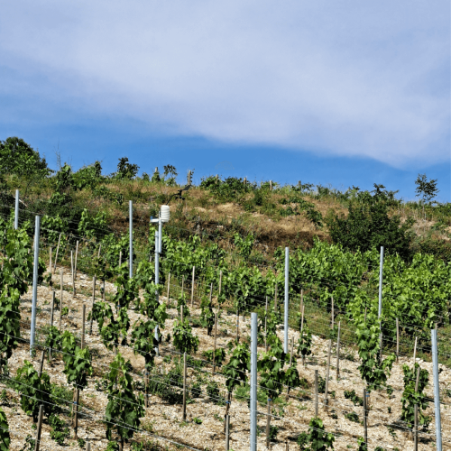 Atfield Technologies - Winessense in the vineyards