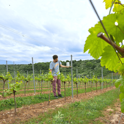 Vukasin Pejovic CTO of Atfield Technologies testing Winessense in the vineyards