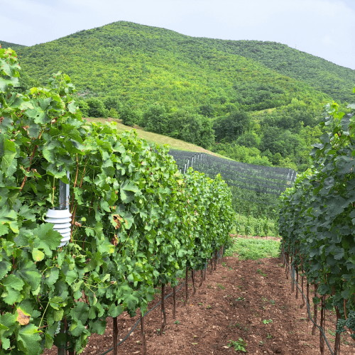 Atfield Technologies - Winessense in the vineyards