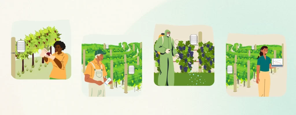 Users of winessense - a new generation of vineyard management and analytics system. Depicted as strip like characters that use the tool to spot the details, to treat vineyards precisely, to compare the seasons, to grow healthy grapes, etc.