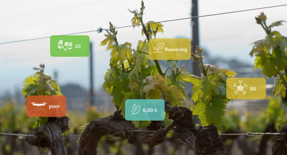 vines budburst in vineyard with graphics of measured values of disease pressures, plant development rates, leaf wetness and spraying conditions
