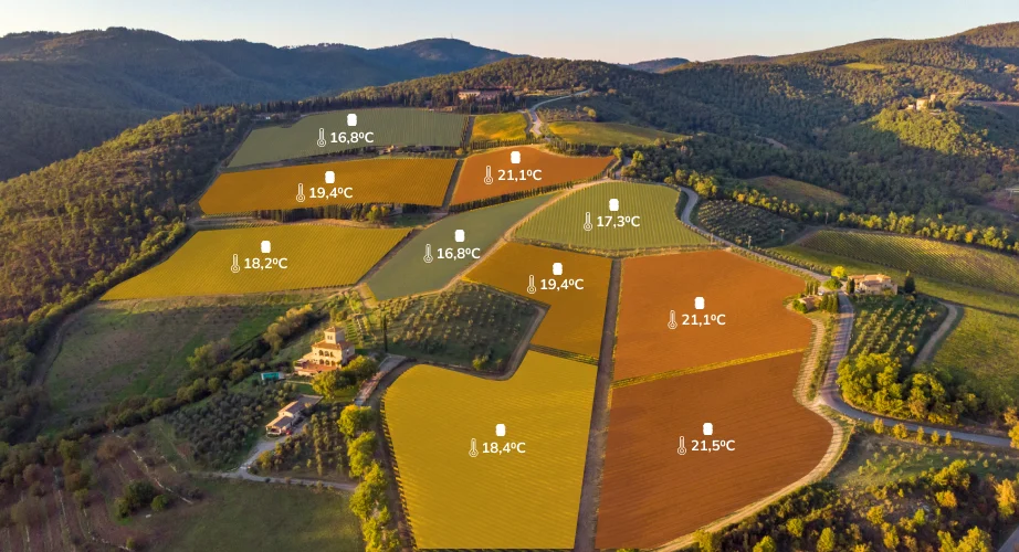 vineyard fields with graphic illustration of temperature variability between fields.