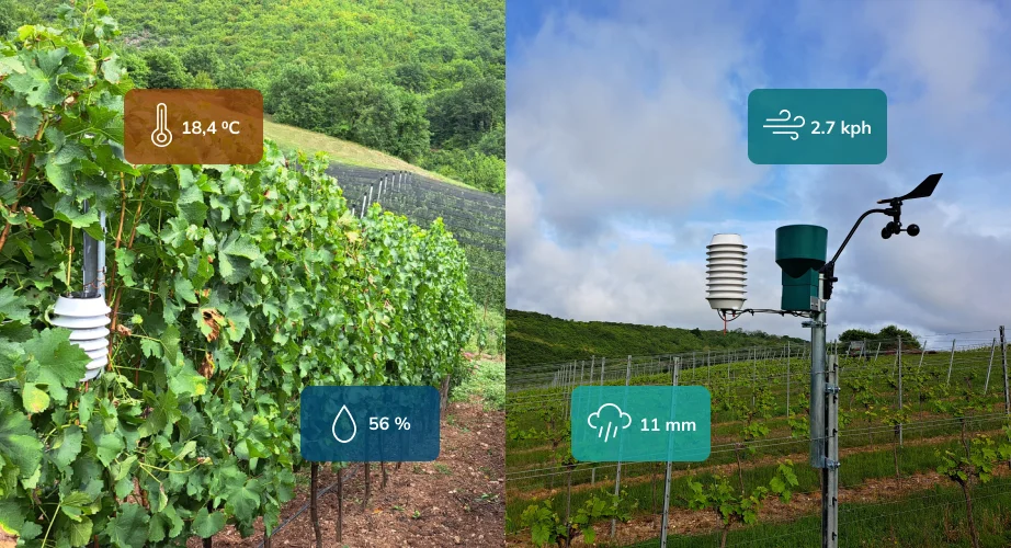 winessense sensors on vineyard posts, one measuring temperature and humidity and other measuring wind and rain with graphics of measured values