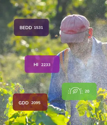 man spraying vineyard, with graphics of measured values of gdd, bedd, hi index and level of protection.