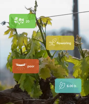 vines budburst in vineyard with graphics of measured values of disease pressures, plant development rates, leaf wetness and spraying conditions.