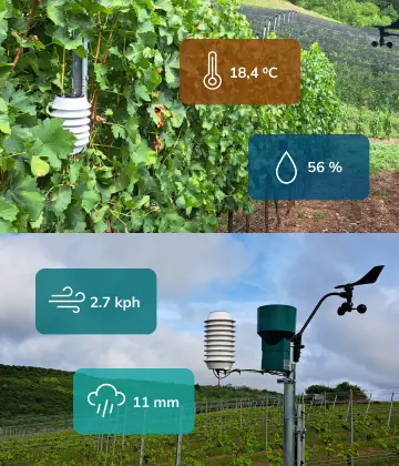 winessense sensors on vineyard posts, one measuring temperature and humidity and other measuring wind and rain with graphics of measured values.